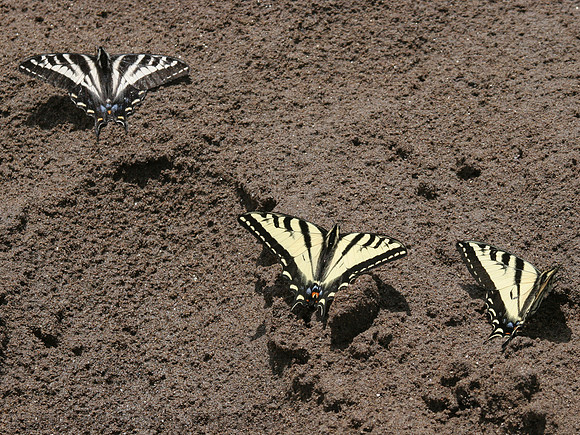 Western Tiger Swallowtails