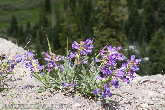 Showy Penstemon
