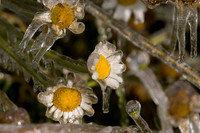 Wildflowers