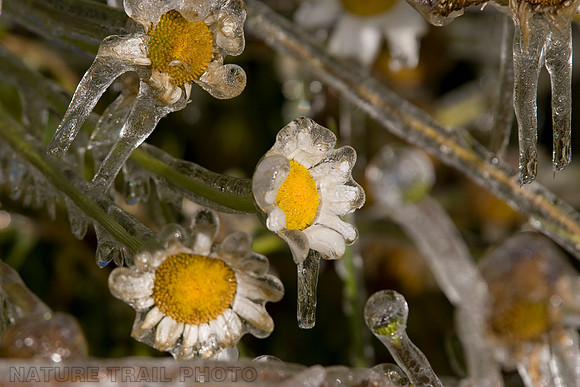 Frozen Daisy's