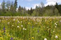 Wildflower Meadow