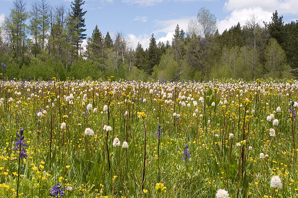 Wildflower Meadow