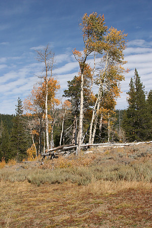 Perazzo Aspen