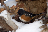Spotted Towhee