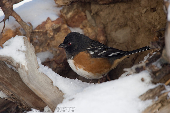 Spotted Towhee