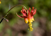 Crimson Columbine