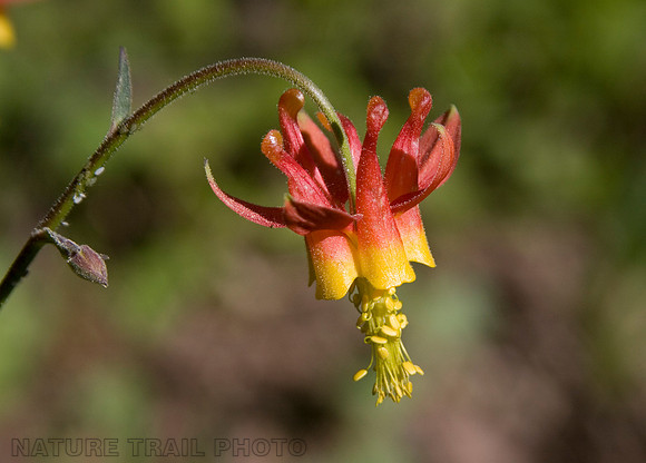 Crimson Columbine