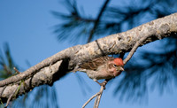 Cassin's Finch