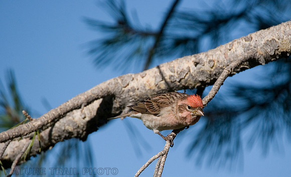 Cassin's Finch