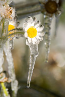 A Frozen Daisy