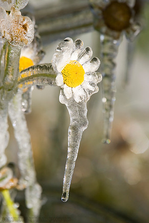 A Frozen Daisy