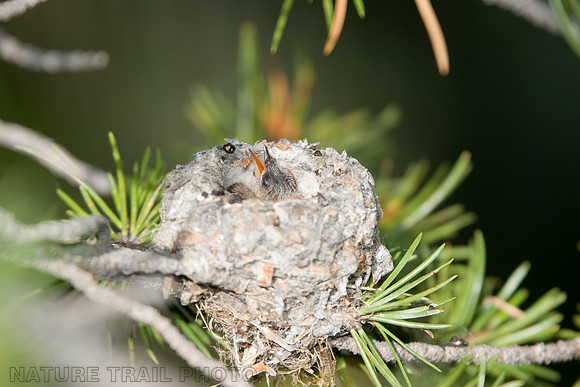 Baby Rufous Hummingbird