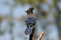 Steller's Jay