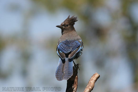 Steller's Jay