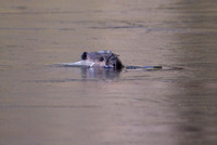 Wildlife