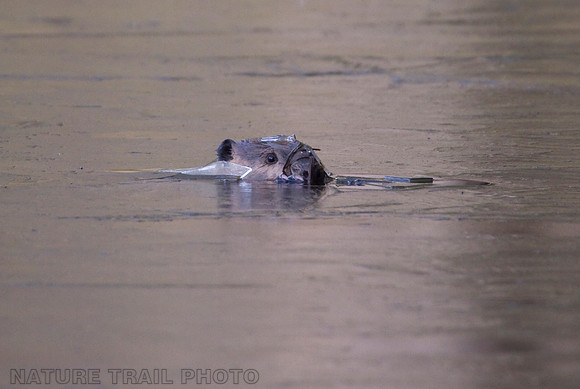 Ice Breaking Beaver