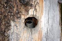 Baby Chickadee