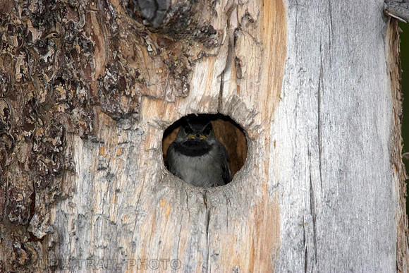 Baby Chickadee