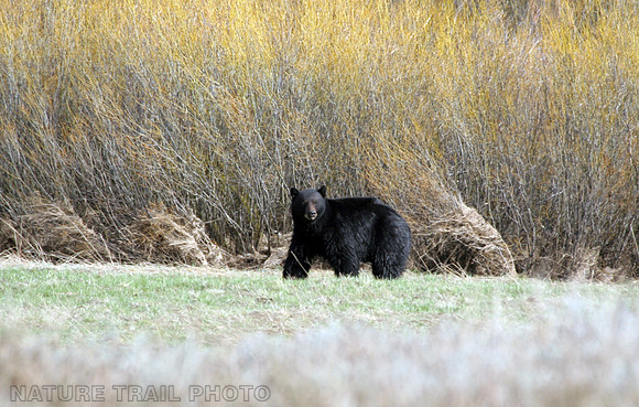 Black Bear in Perazzo