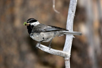 Mountain Chickadee