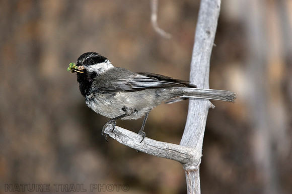 Mountain Chickadee