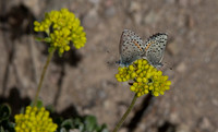 Dotted Blue Butterflies