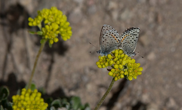 Dotted Blue Butterflies