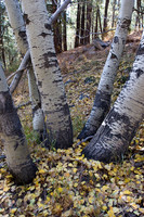 Aspen Grove