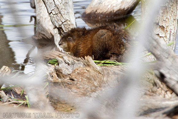 Muskrat