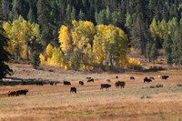 Perazzo Meadows Cattle