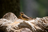 Black Headed Grosbeak
