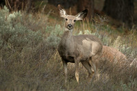 Mule Deer