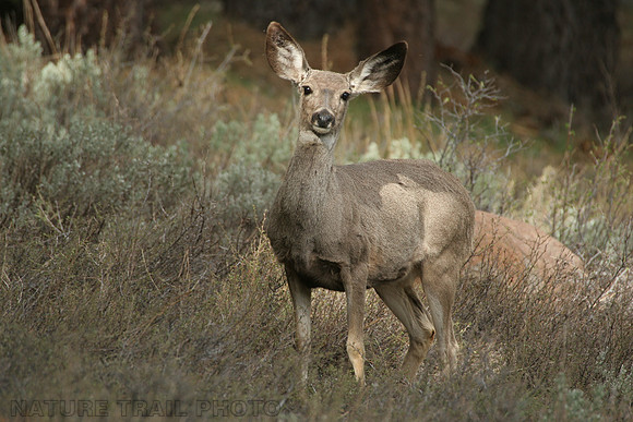Mule Deer