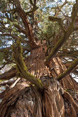 Giant Juniper