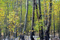 Sardine Spring Aspen