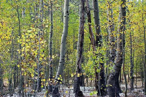 Sardine Spring Aspen