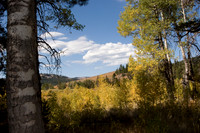Perazzo Meadow Beauty