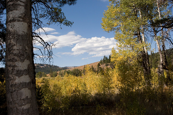 Perazzo Meadow Beauty