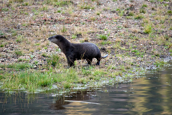 River Otter