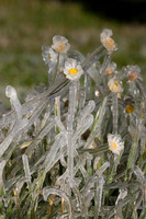 Daisy's