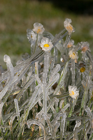 Daisy's
