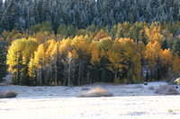 Saddle Meadow Aspens