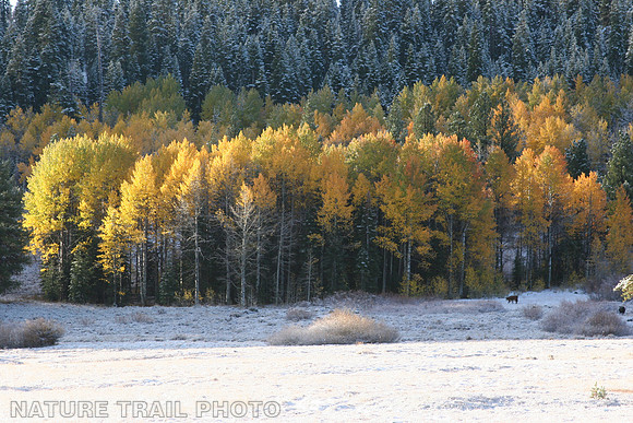 Saddle Meadow Aspens