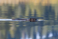 Beaver