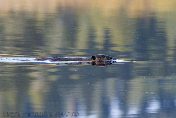 Beaver