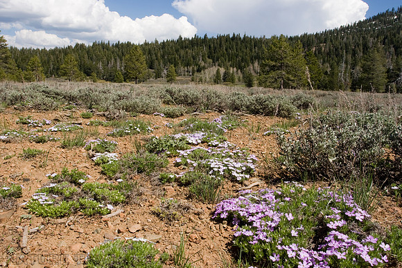 Alpine Paintbrush