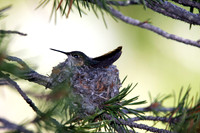 Rufous Hummingbird