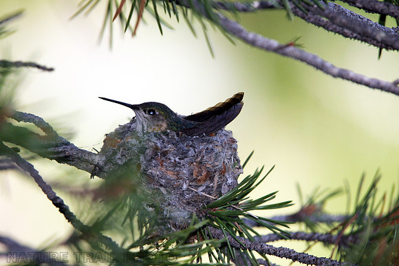 Rufous Hummingbird