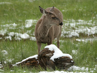 Mule Deer in Saddle Meadow