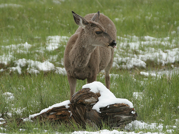 Mule Deer in Saddle Meadow
